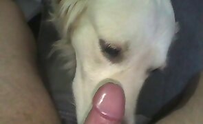 guy fucks animal, animal fuck porn