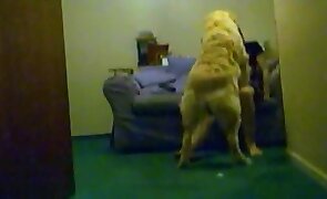 dog sex, animal fucking