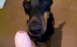 dog sex, animal fucking