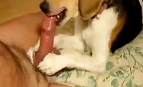 guy fucks animal, animal fucking