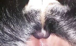 8855bet. com - dog sex, sex with animals